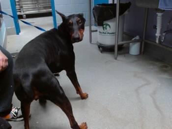 Doberman Pinscher and Mixed Breed Dogs Available for Adoption - MAYA | PetCurious