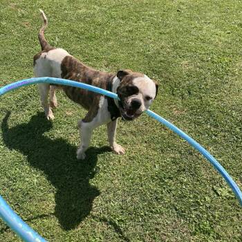 Bulldog Dogs Available for Adoption in Mansfield, Texas - Bowser | PetCurious