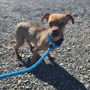 Chihuahua Dogs Available for Adoption - Cuda | PetCurious