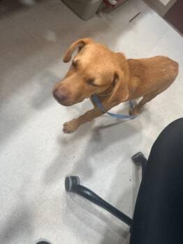 Hooch -  Mixed Breed Dog for Adoption in Hobbs, New Mexico - Hooch | PetCurious