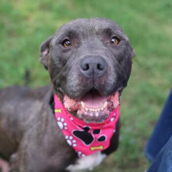 JUNIPER (JUNI) -  American Staffordshire Terrier Dog for Adoption in San Antonio, Texas - JUNIPER (JUNI) | PetCurious
