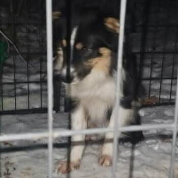 Runner -  Australian Shepherd Dog for Adoption in Ada, Minnesota - Runner | PetCurious