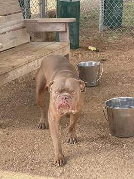 ROGER -  American Bulldog and Pit Bull Terrier Dog for Adoption in Killeen, Texas - ROGER | PetCurious