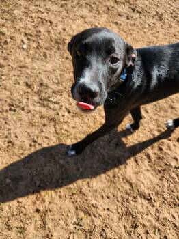 Terrier Dogs Available for Adoption - Leinel | PetCurious