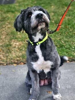 Rescue Giant Schnauzer and Standard Poodle Dogs for Adoption in Oakland, California - Chanel | PetCurious