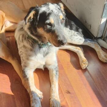 Australian Shepherd and Mixed Breed Dogs Available for Adoption in Aldie, Virginia - Regular Sized Dixie | PetCurious