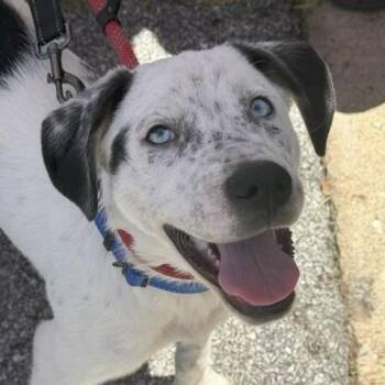 Catahoula Leopard Dog and Dalmatian Dogs Available for Adoption in Farmington, Connecticut - Jake | PetCurious