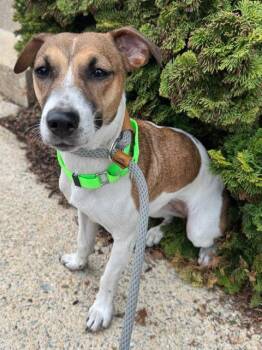 Angel -  Jack Russell Terrier Dog for Adoption in Lancaster, Pennsylvania - Angel | PetCurious