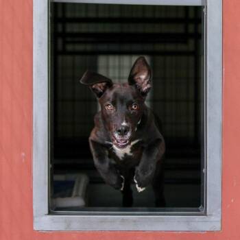 Boomer -  Mixed Breed Dog for Adoption in Bradenton, Florida - Boomer | PetCurious