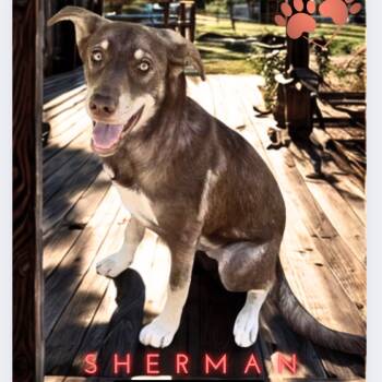 Rescue Husky and Mixed Breed Dogs for Adoption in Phoenix, Arizona - Sherman | PetCurious