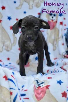 Rescue Pit Bull Terrier Dogs for Adoption in Lutz, Florida - Honey | PetCurious