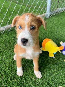 Mixed Breed and Wirehaired Terrier Dogs Available for Adoption in New York, New York - Pickle | PetCurious
