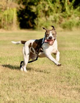 Pit Bull Terrier and Cattle Dog Dogs Available for Adoption in Mooresville, North Carolina - Ernie | PetCurious