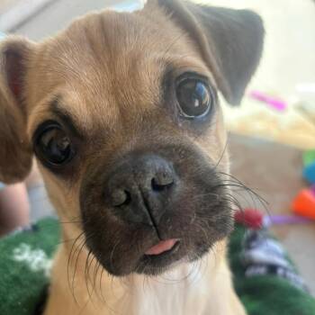 Lou -  Pug and Mixed Breed Dog for Adoption in Yuma, Arizona - Lou | PetCurious