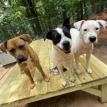 JJ Dixon -  Black Mouth Cur Dog for Adoption in Rockaway, New Jersey - JJ Dixon | PetCurious