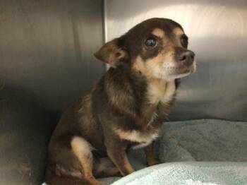 Chihuahua Dogs Available for Adoption in Thousand Palms, California - MANDY | PetCurious