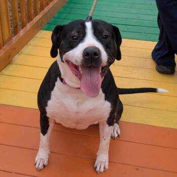 Paris 10-2744 -  Pit Bull Terrier Dog for Adoption in Covington, Georgia - Paris 10-2744 | PetCurious