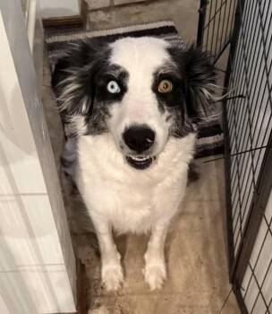 Pickles -  Border Collie and Mixed Breed Dog for Adoption in Warr Acres, Oklahoma - Pickles | PetCurious