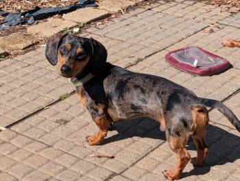 Buster and King Louie -  Dachshund Dog for Adoption in Sioux Falls, South Dakota - Buster And King Louie | PetCurious