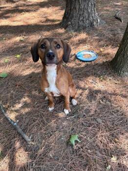 Athena Rose -  Hound Dog for Adoption in Little Rock, Arkansas - Athena Rose | PetCurious