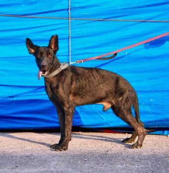 MOKLEY -  German Shepherd Dog Dog for Adoption in Toronto, Ontario - MOKLEY | PetCurious