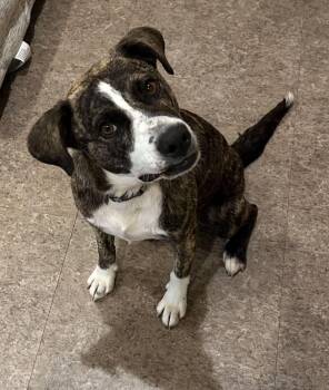 Shadow * Help! I need a foster home!* -  Labrador Retriever and Mountain Cur Dog for Adoption in Minneapolis, Minnesota - Shadow * Help! I Need A Foster Home!* | PetCurious
