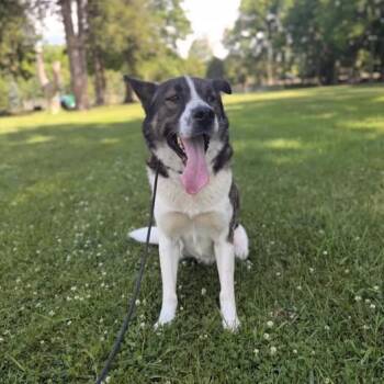 Buster -  Mixed Breed Dog for Adoption in Kitchener, Ontario - Buster | PetCurious
