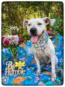 Kitty -  American Staffordshire Terrier Dog for Adoption in Sebring, Florida - Kitty | PetCurious