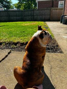 Creed the Bulldog -  American Bulldog Dog for Adoption in Brewster, New York - Creed The Bulldog | PetCurious