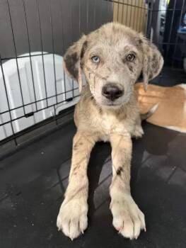 Mixed Breed Dogs Available for Adoption in Wyoming, Michigan - Oatmeal | PetCurious