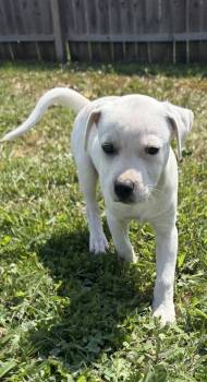 Delaware : Bear -  Labrador Retriever and Beagle Dog for Adoption in Aurora, Indiana - Delaware : Bear | PetCurious
