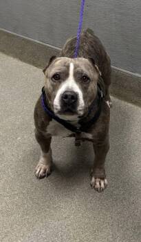 Rescue Pit Bull Terrier and Mixed Breed Dogs for Adoption in Las Vegas, Nevada - CINNAMON ROSE | PetCurious