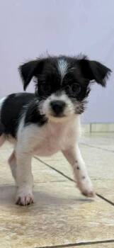 Vanna -  Chihuahua and Shih Tzu Dog for Adoption in Fort Wayne, Indiana - Vanna | PetCurious