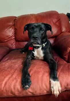 Mykie -  Pit Bull Terrier Dog for Adoption in Randolph, Vermont - Mykie | PetCurious