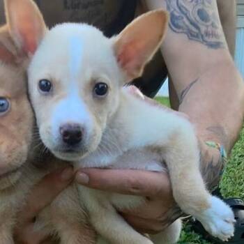 Blake -  Mixed Breed Dog for Adoption in Lenexa, Kansas - Blake | PetCurious