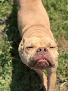 Mixed Breed Dogs Available for Adoption in Lutz, Florida - Lake | PetCurious