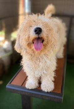 Rotunda -  West Highland White Terrier Westie and Poodle Dog for Adoption in Ramona, California - Rotunda | PetCurious