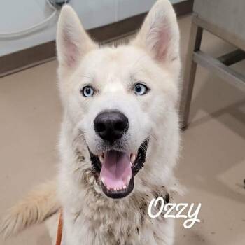Ozzy -  Husky and Mixed Breed Dog for Adoption in Buchanan Dam, Texas - Ozzy | PetCurious