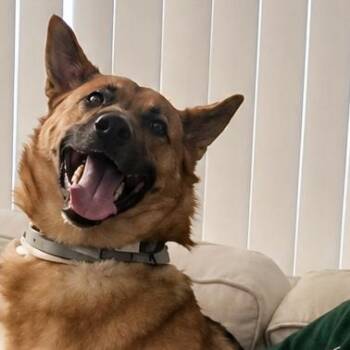 Henry -  German Shepherd Dog Dog for Adoption in Phoenix, Arizona - Henry | PetCurious