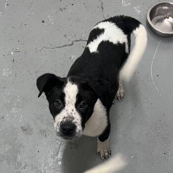 Mixed Breed Dogs Available for Adoption - Chaos | PetCurious