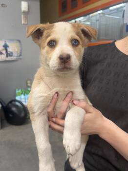 Ptarmigan -  Husky Dog for Adoption in Yellowknife, Northwest Territories - Ptarmigan | PetCurious