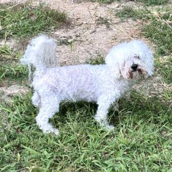 Shorty -  Poodle and Mixed Breed Dog for Adoption in Waldorf, Maryland - Shorty | PetCurious