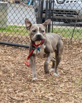 Mixed Breed Dogs Available for Adoption in Chamblee, Georgia - Lehigh | PetCurious