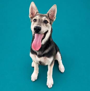 PEPPY -  German Shepherd Dog and Mixed Breed Dog for Adoption in Pearland, Texas - PEPPY | PetCurious