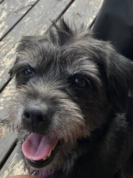 Molly -  Terrier Dog for Adoption in Whitewater, Wisconsin - Molly | PetCurious