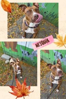Rescue Mixed Breed Dogs for Adoption in Binghamton, New York - Nesquik | PetCurious