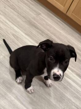 Pit Bull Terrier Dogs Available for Adoption - Catman | PetCurious