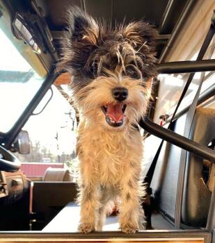 Miniature Schnauzer and Yorkshire Terrier Dogs Available for Adoption - Cindy Lu | PetCurious