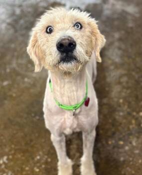 Golden Retriever and Poodle Dogs Available for Adoption in Warren, Michigan - Archer | PetCurious