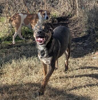 German Shepherd Dog and Hound Dogs Available for Adoption in Newport, Arkansas - Chase  | PetCurious
